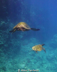 Big turtle, little turtle... Maui by Alison Ranheim 